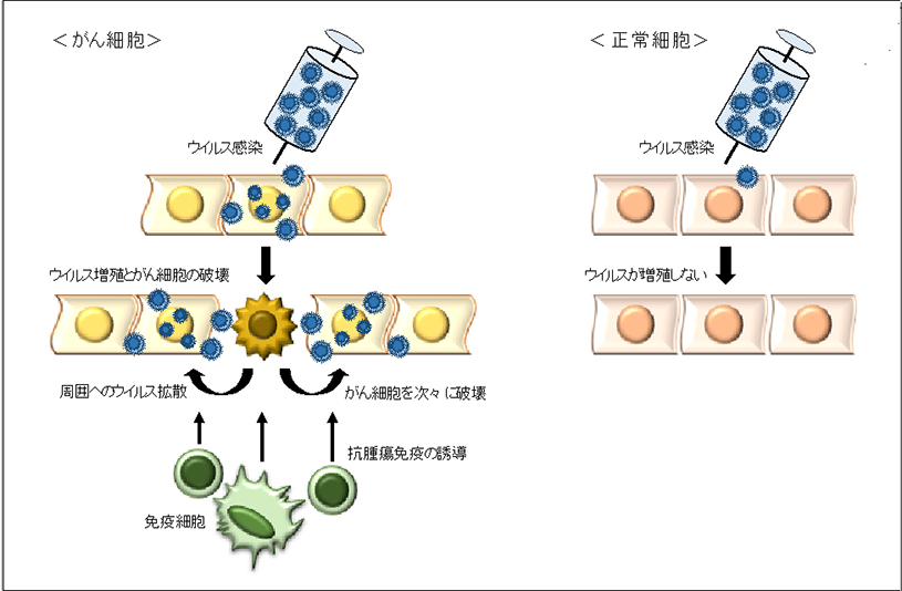 悪性黒色腫に対する新型ウイルス療法の医師主導治験で 高い治療効果を確認～世界初の免疫刺激型第三世代がん治療ウイルス薬の実用化が目前～